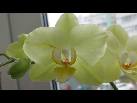 Видео: Цветение моих орхидей в мае 2023 года.💙💛