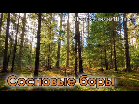 Видео: 31 октября. Чудесный сосновый лес и немного грибов.