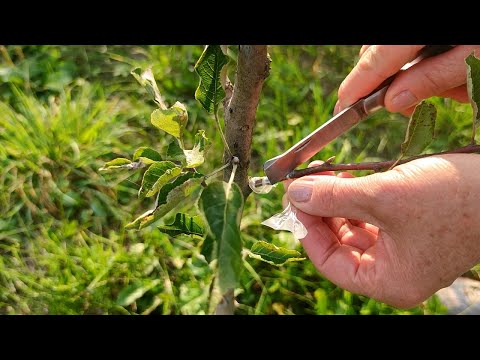 Видео: 🌳 Результаты летней прививки молодых деревьев 🌱
