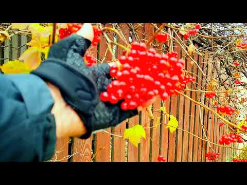 Видео: Улочки и улицы города Наровля. Осень на велосипеде.