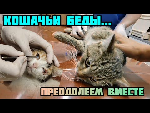 Видео: Кошка Пиратка и кот Барсик пострадали одновременно в разных местах, но оба попали на лечение к нам