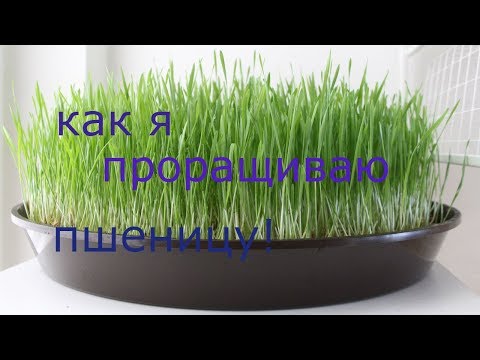 Видео: Как прорастить пшеницу!