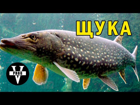 Видео: ЩУКА. Все что нужно знать о щуке. Среда обитания и как ловить щуку