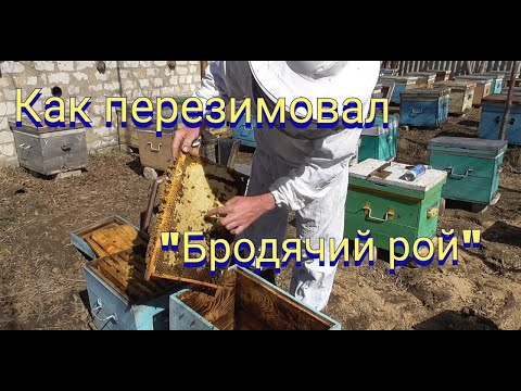 Видео: Как перезимовал бродячий рой.Почему сыро в улье?