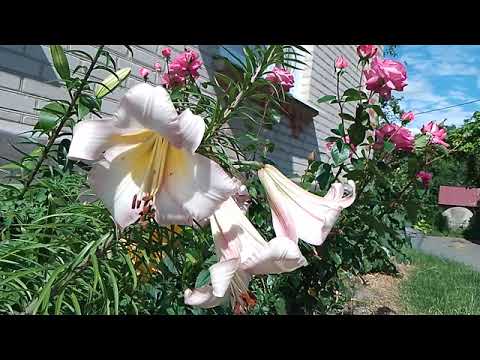 Видео: Молодые поздние лилии во дворе