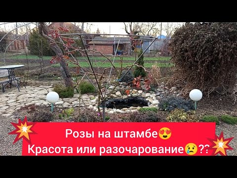 Видео: 💥Почему меня разочаровали РОЗЫ 🌹на штамбе 🥺😴😢🤷?!💥
