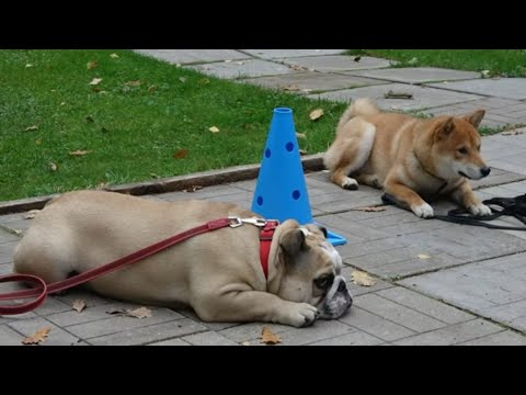 Видео: Догтренинг 447. Бульдог, сиба- ину и папильоны- управление на расстоянии. Тест на вожака