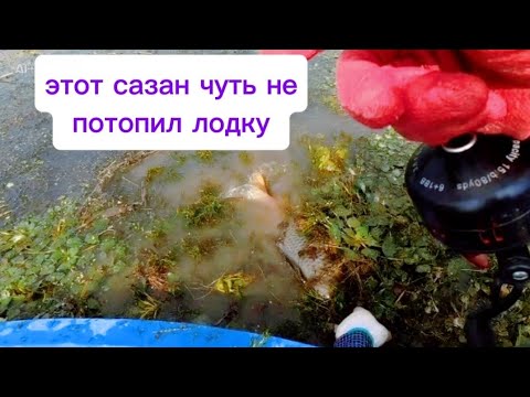 Видео: Настрелял пол лодки САЗАНОВ, закрываю сезон на рогатку! #fishing #낚시 #fish #рыбалка #automobile 