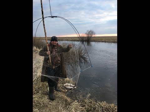 Видео: Рыбалка на подъёмник, паук на реке Рыба кишит и плавает под ногами.