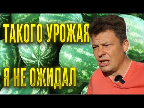 Видео: Шок от такого урожая арбузов в Москве, сезон 2023