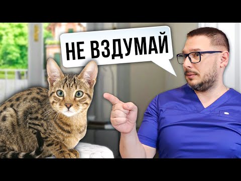 Видео: Не заводи ТАКУЮ кошку! С Ними НЕВОЗМОЖНО жить в одном доме!