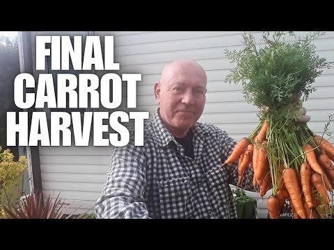 Видео: Время опустошить наш последний контейнер для моркови [Контейнерное садоводство]