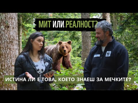 Видео: Разбиваме популярни митове за мечките! 🐻