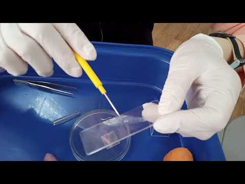 Видео: Препарат кожицы лука