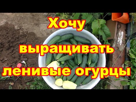 Видео: Надоело бороться с пероноспорозом на огурцах
