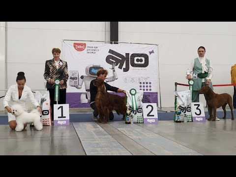 Видео: 24.08.2025, СПб. Клуб "ФСПС" (РКФ, РФСС). Выставка собак всех пород "СЕНТЯБРЬ ШОУ" (САС, ЧФ)