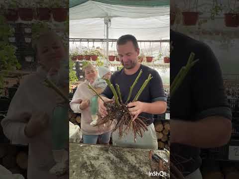 Видео: Выкопка и деление корней пионов. Как поделить куст без потерь. 