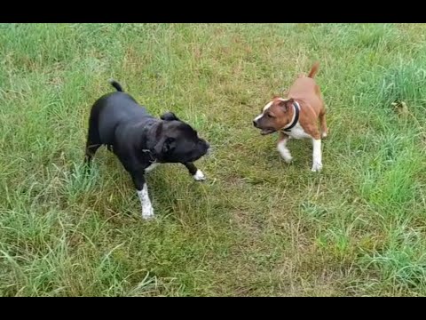 Видео: Стаффордширский бультерьер, команда "ко мне".Как мы кормим щенка.#щенок#стаффбуль#staffy#staffypuppy