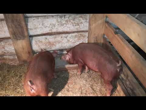 Видео: Как определить живую массу свиньи.