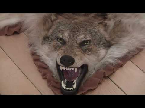 Видео: Охотничьи истории. Сезон 1. Охота на боровую дичь в Вологде (2 серия)