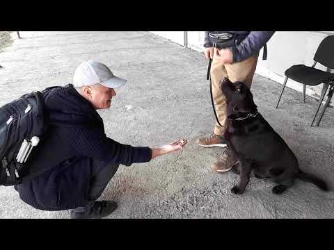 Видео: За кучетата и хората Част 1. Служебните кучета в помощ на хората с увреждания