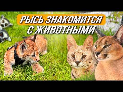 Видео: Реакция рысёнка на других животных🔥ЧП на участке😱 Чуть не сгорели😐