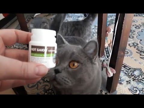 Видео: КОШКА ХОЧЕТ КОТА как успокоить / Чем помочь кошке в течке / КОШКА ЗАГУЛЯЛА / КОШКИН ДОМ