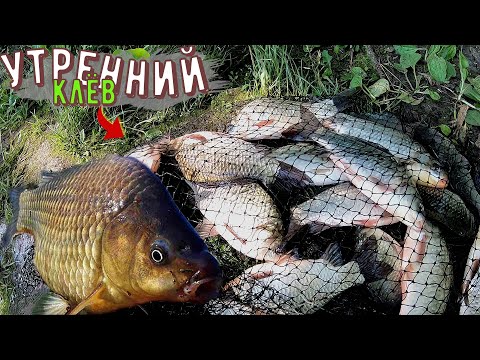 Видео: Утренний клёв Карася на Днепре.