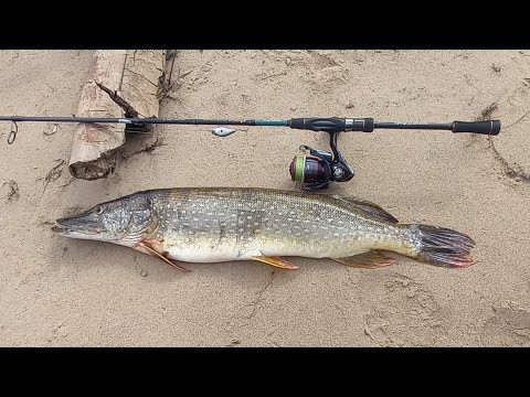 Видео: Щука на спиннинг. Я в шоке! День второй продолжаем сплав.
