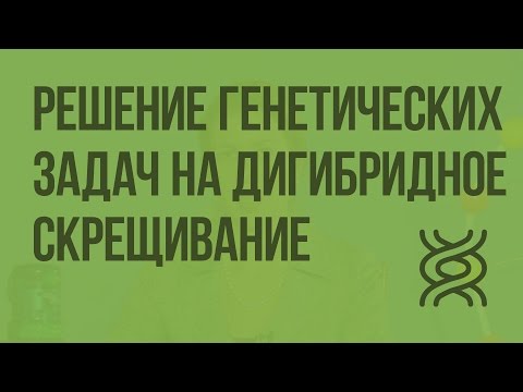 Видео: Решение генетических задач на дигибридное скрещивание. Видеоурок по биологии 10 класс