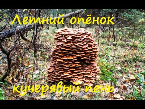 Видео: Кучерявый пень. Опёнок летний.
