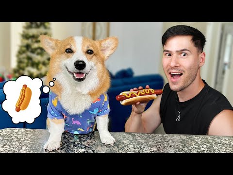 Видео: Осинових си Корги😍