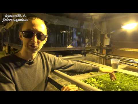 Видео: Аквапоника. Гидропоника. Выращивание зелени дома. Овощи и фрукты - селекция.Фролова Ю. А.