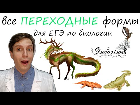 Видео: Все ПЕРЕХОДНЫЕ 🐱 формы для ЕГЭ по биологии🐰