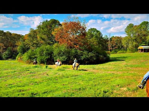 Видео: Поехали со мной по осеннему лесу 🍁
