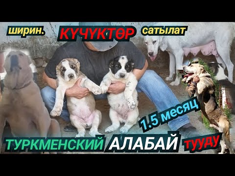 Видео: АЛАБАЙ туркменский КҮЧҮкТӨР САТЫЛАТ🐶16 мая 2022 г.