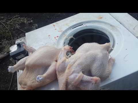 Видео: Забой ощип и потрошение, моя версия.