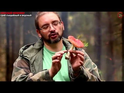 Видео: Мухомор - хороший и вкусный гриб, если уметь его готовить
