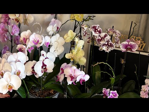 Видео: В гостях у зрителей (коллекция Ирины)