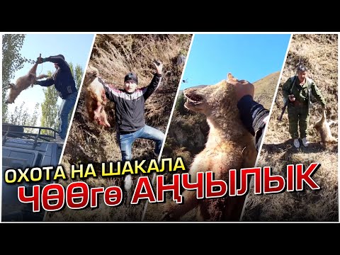 Видео: 5 ЧӨӨ АТЫЛДЫ / НООКАТ / ШАКАЛ / АРХИВ 2021 жыл