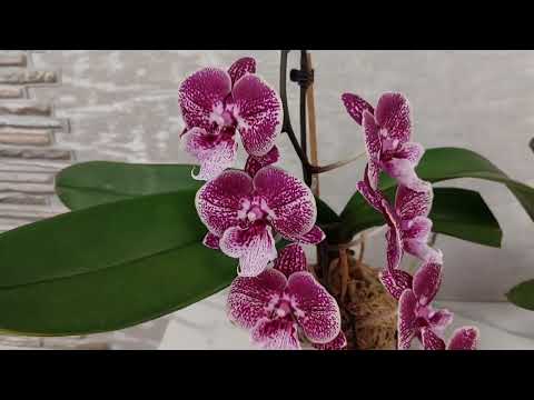 Видео: Цветение биг липов в моей коллекции орхидей ❤️