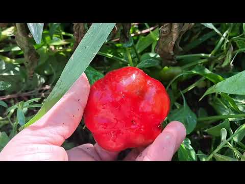 Видео: Бърза и лесна трушия от камби♡ Отгледани от семенце♡