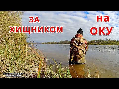 Видео: От МАЛЬКА до ЩУКИ. ВОБЛЕРЫ ДОНКИ ПОПЛАВОК. Рыбалка на ОКЕ в октябре.