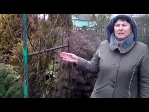 Видео: 2 способа размножения актинидий