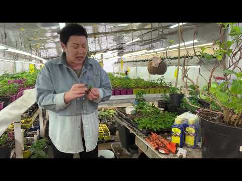 Видео: Вырастил, как продать? Личный бренд.