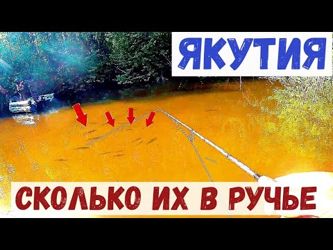 Видео: СМОТРИТЕ СКОЛЬКО ИХ В ЭТОМ РУЧЬЕ! Рыбалка в Якутии.
