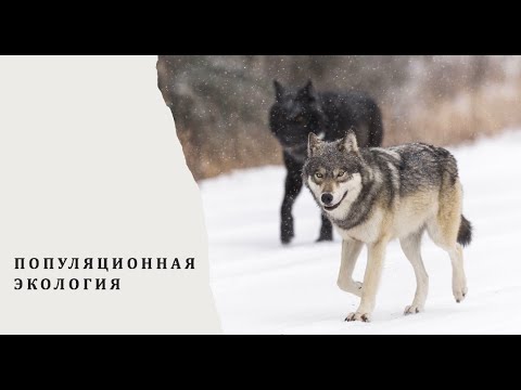 Видео: Популяционная Экология (часть 2)