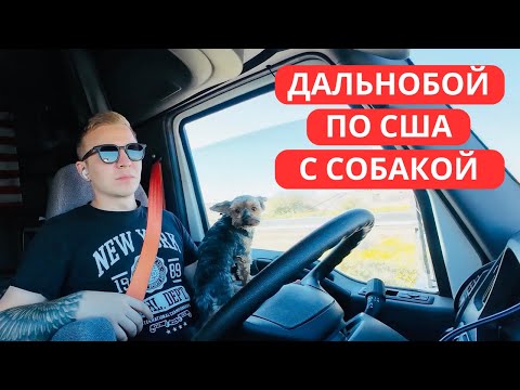 Видео: Дальнобой По США с Собакой. Заработал 3600$ За Неделю