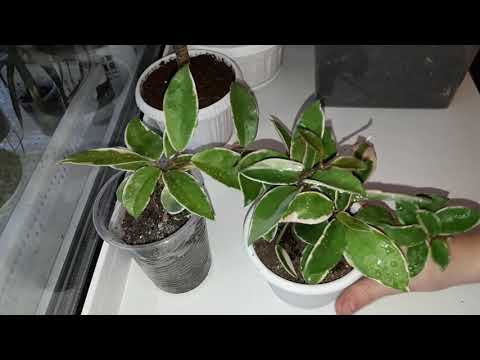 Видео: КОМНАТНЫЕ ЦВЕТЫ.ПОКУПКИ ДЛЯ РАСТЕНИЙ.РАБОТА С ХОЙЯМИ.