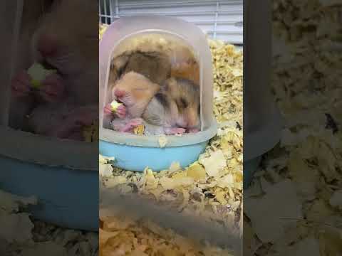 Видео: Хомячки в продаже 🐹#хомячки #сирийскийхомяк